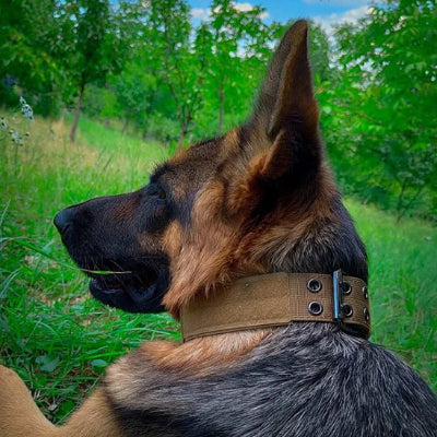 Génial collier chien tactique 