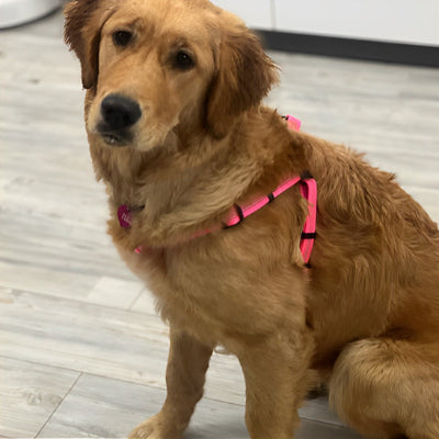 Golden harnais anti traction chien roux