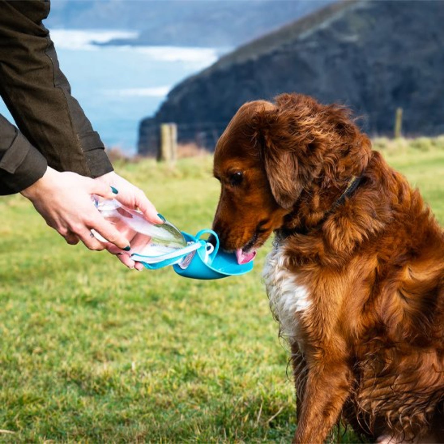 Gourde pour chien portable étanche bleu avec réservoir transparent et poignée de transport