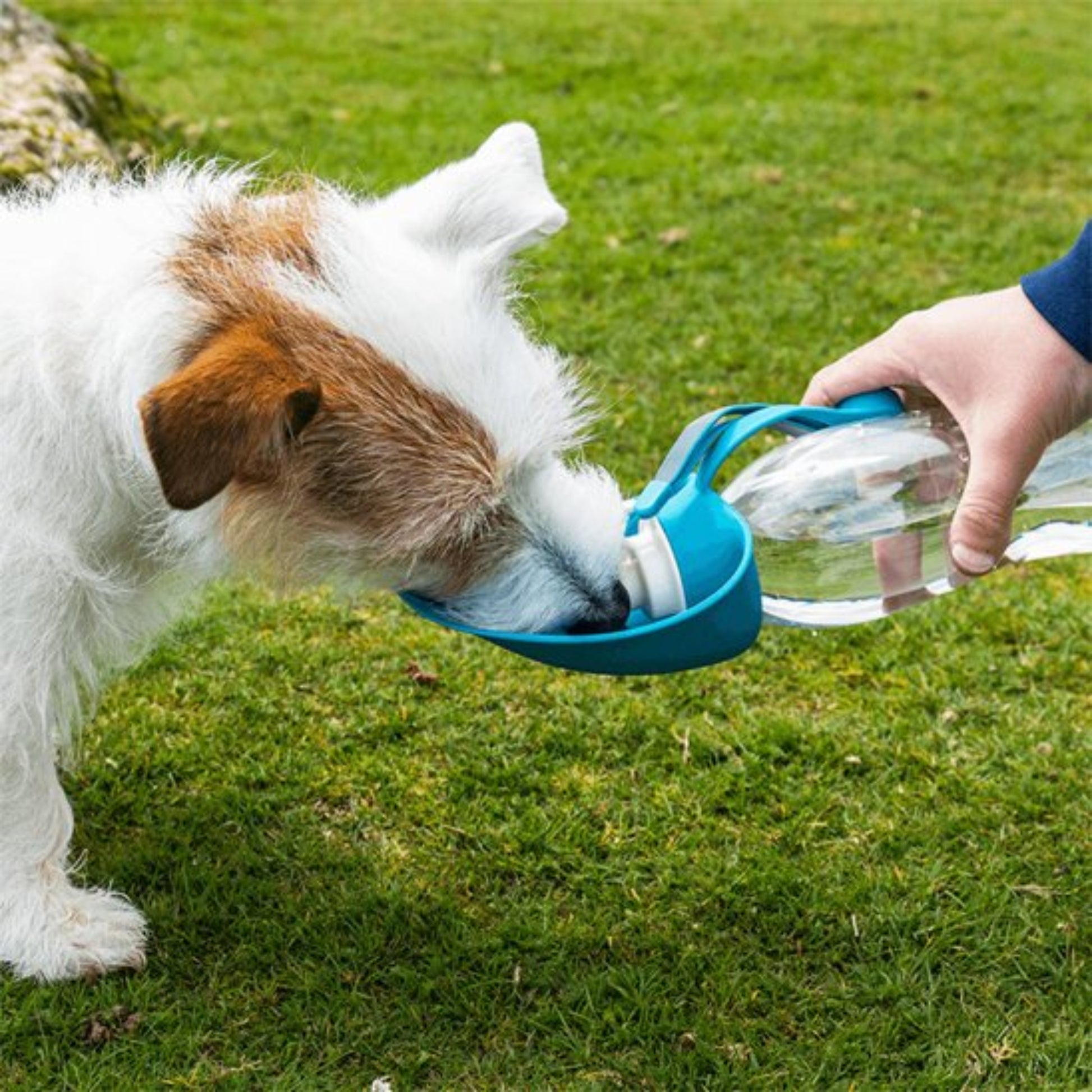 Gourde pour chien portable étanche bleu, réservoir transparent et gobelet anti-fuite