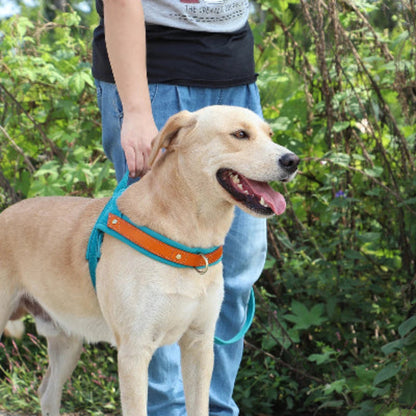 Harnais anti-traction pour chien bleu ciel avec sangle turquoise et liseré orange