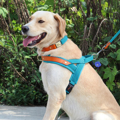 Harnais anti-traction bleu ciel pour chien, lanières réglables et boucles métalliques