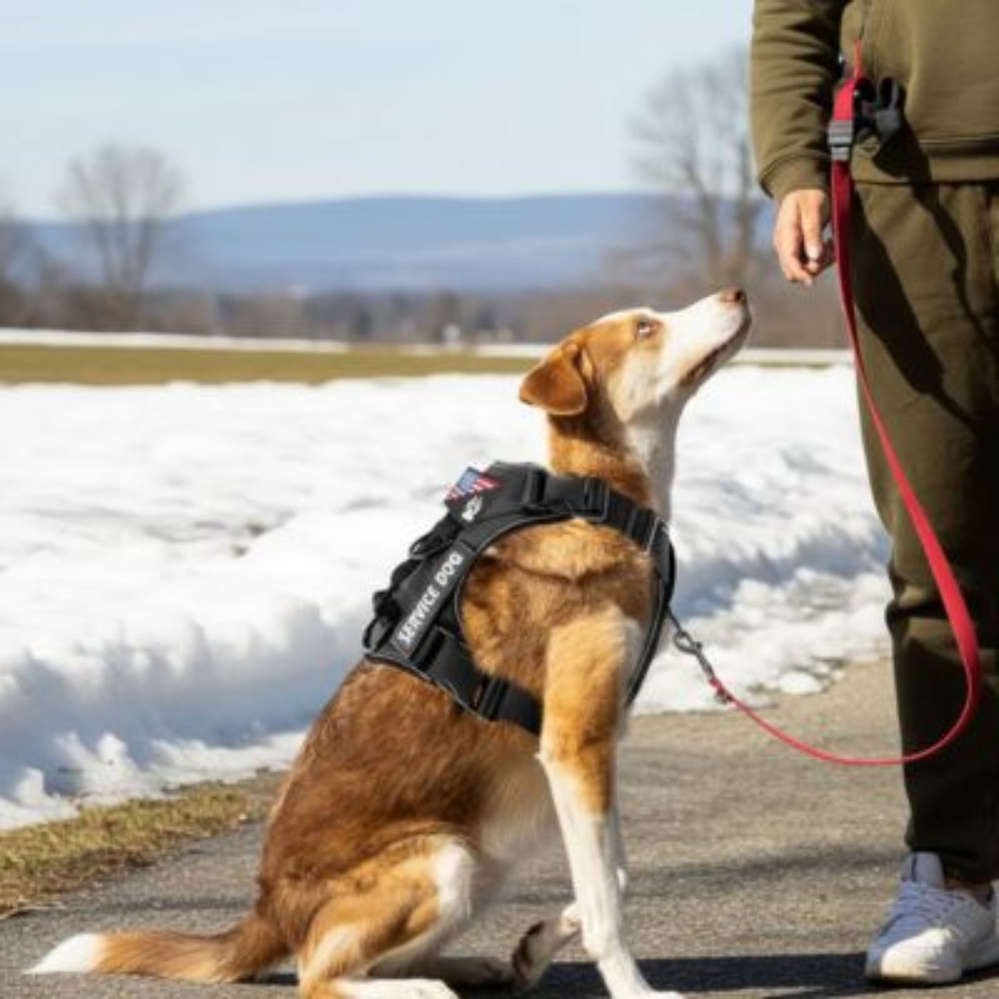 Harnais anti-traction pour chien noir et turquoise, boucles sur la poitrine et anneau d’attache