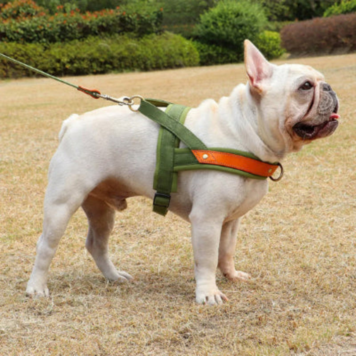 Harnais anti-traction vert pour chien, sangle frontale et attache métallique orange.
