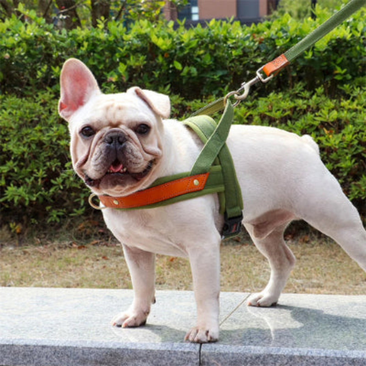 Harnais vert anti-traction pour chien, lanières orange et boucle métallique, sangle arrière.