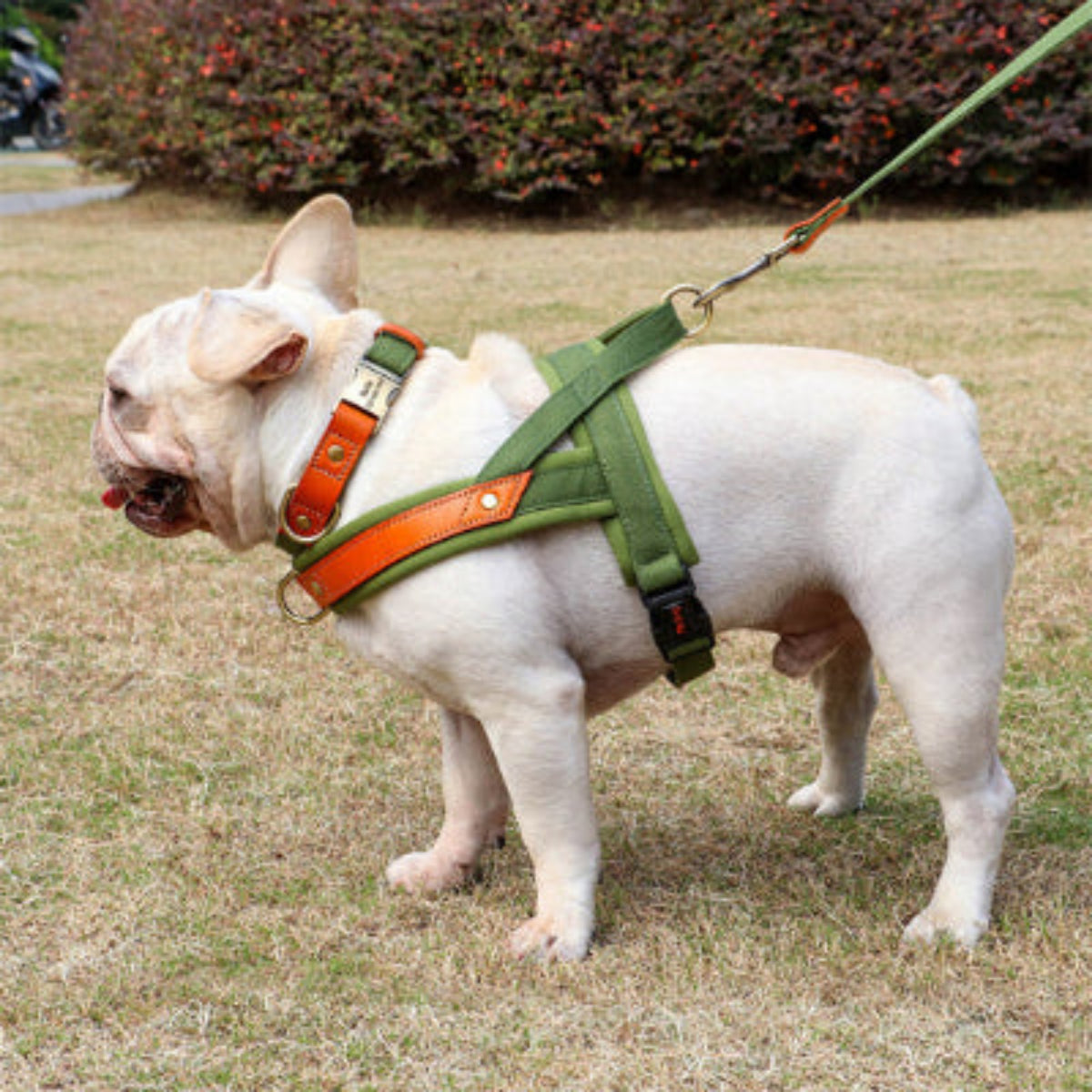 Harnais vert pour chien anti-traction, bretelles croisées et anneau d’attache orange.