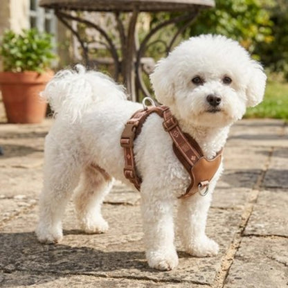 Harnais chien en Y marron sur petit chien