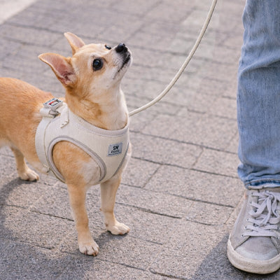 Harnais pour chiot beige avec empiècement côtelé et sangles