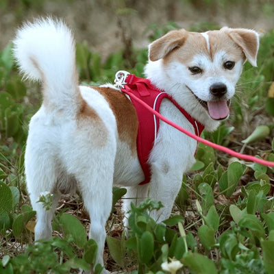 Harnais pour chiot rouge avec sangles et attache pour laisse