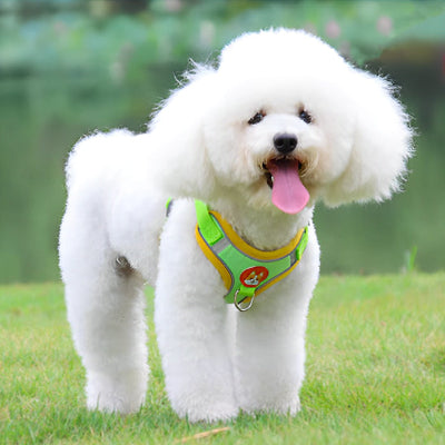 Splendide couleur vert harnais petit chien