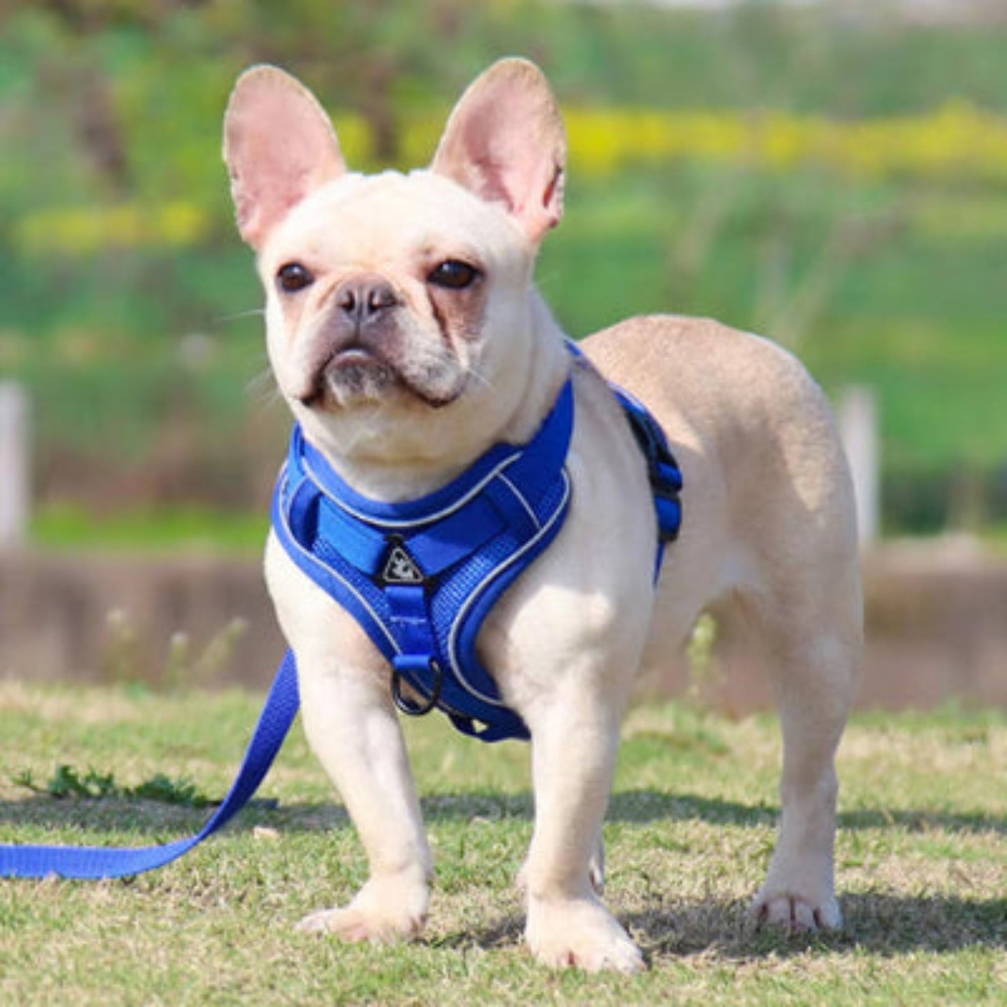 Harnais pour chien petite race bleu marine, sangles réglables et boucles noires