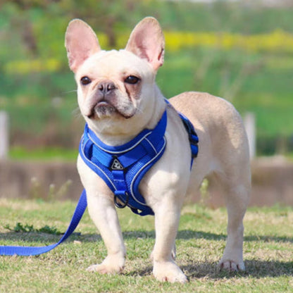 Harnais pour chien petite race bleu marine, sangles réglables et boucles noires