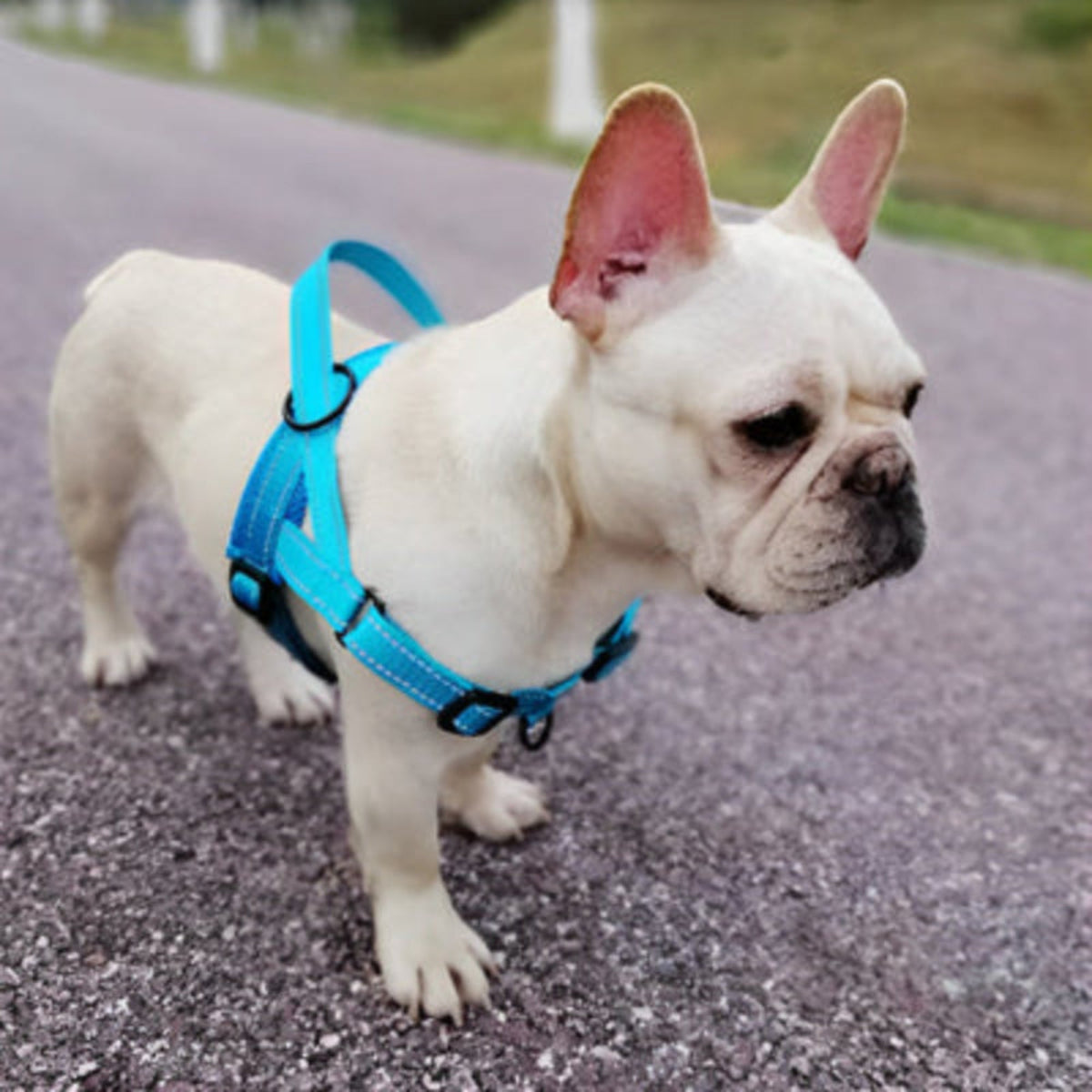 Harnais gilet pour bouledogue bleu ciel, bretelles avec boucles de réglage