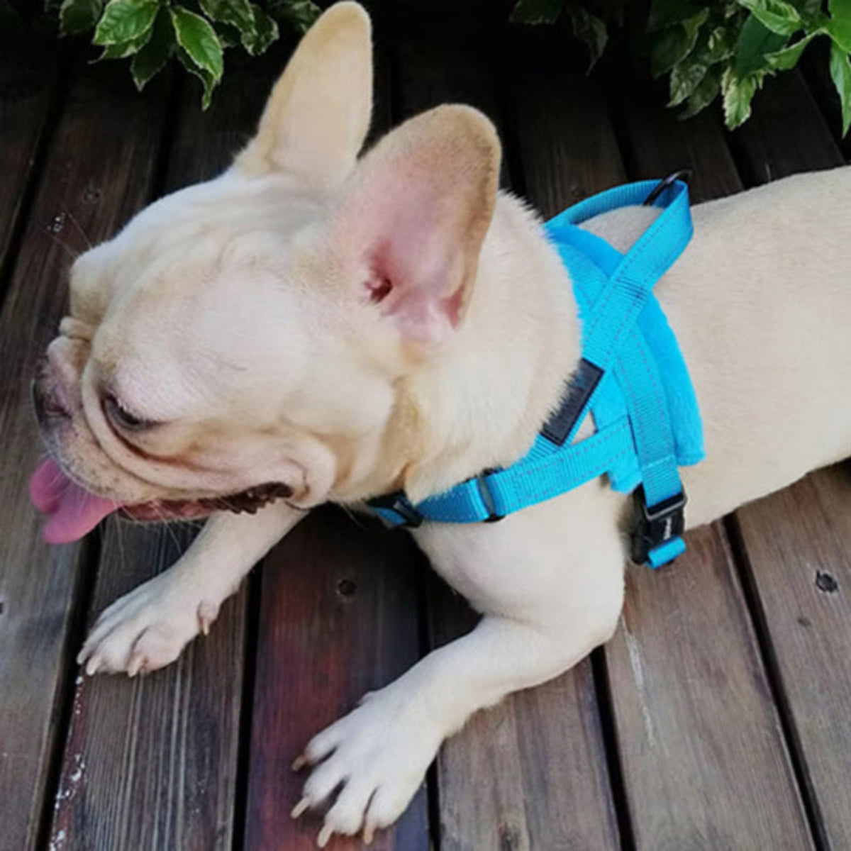 Harnais gilet pour bouledogue bleu ciel, bretelles croisées et boucles