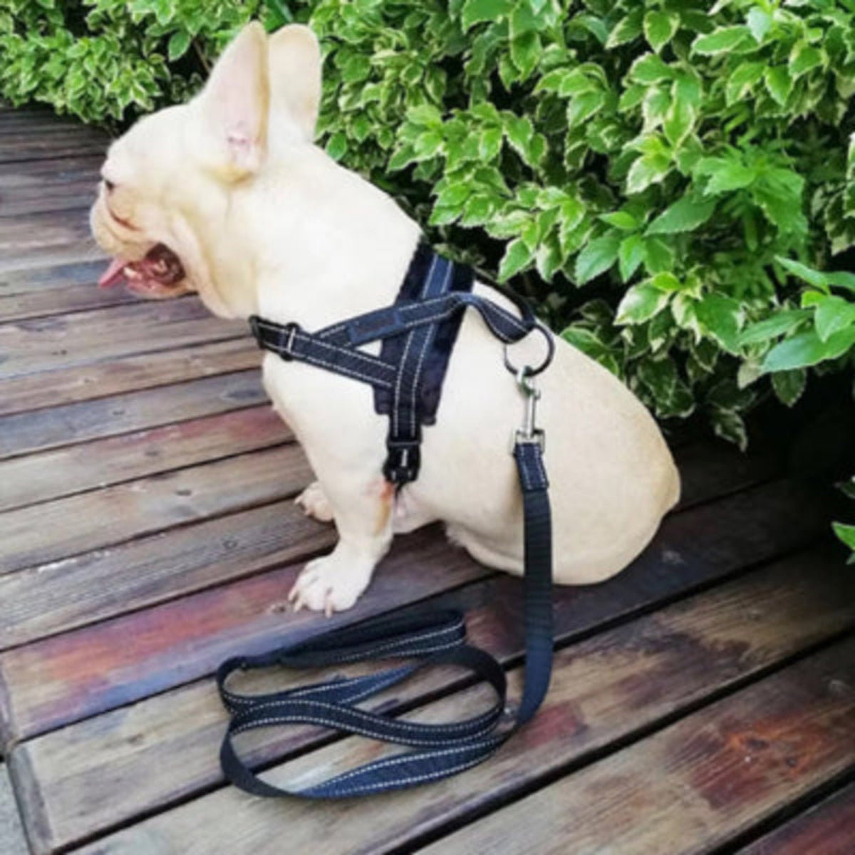 Harnais gilet pour bouledogue bleu marine, sangles réglables et anneau d’attache