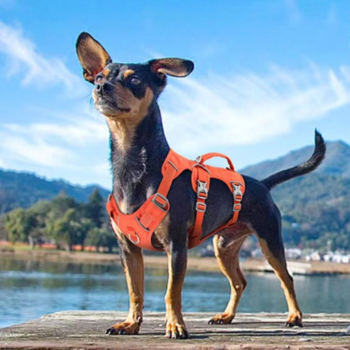 Harnais pour chien orange avec sangles réglables et renfort frontal