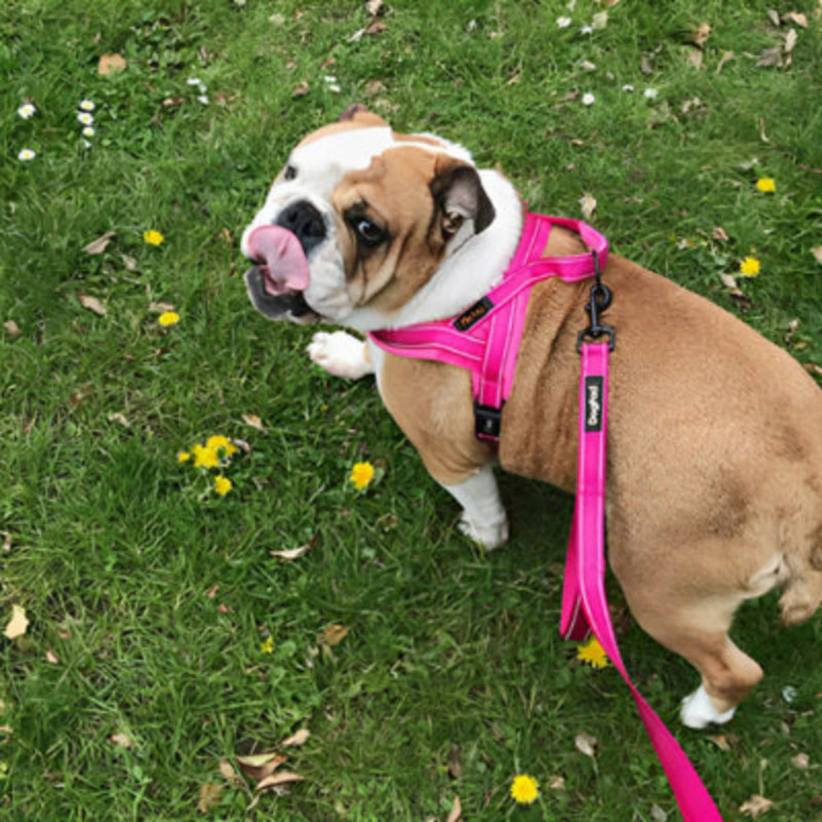 Harnais gilet pour bouledogue rose, sangles réglables et anneau d’attache