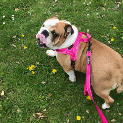 Harnais gilet pour bouledogue rose, sangles réglables et anneau d’attache