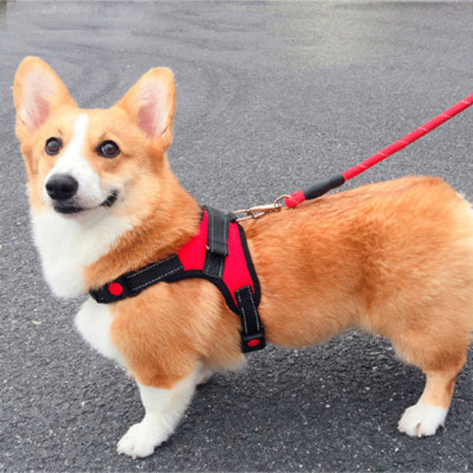 Harnais rouge pour chien, empiècement noir sur la poitrine et sangles réglables.