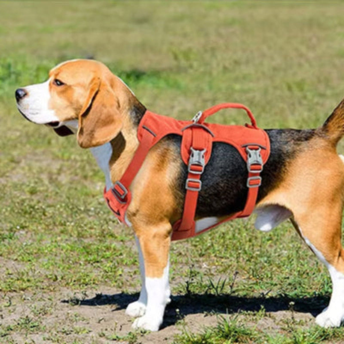 Harnais pour chien orange avec sangles réglables et boucles métalliques