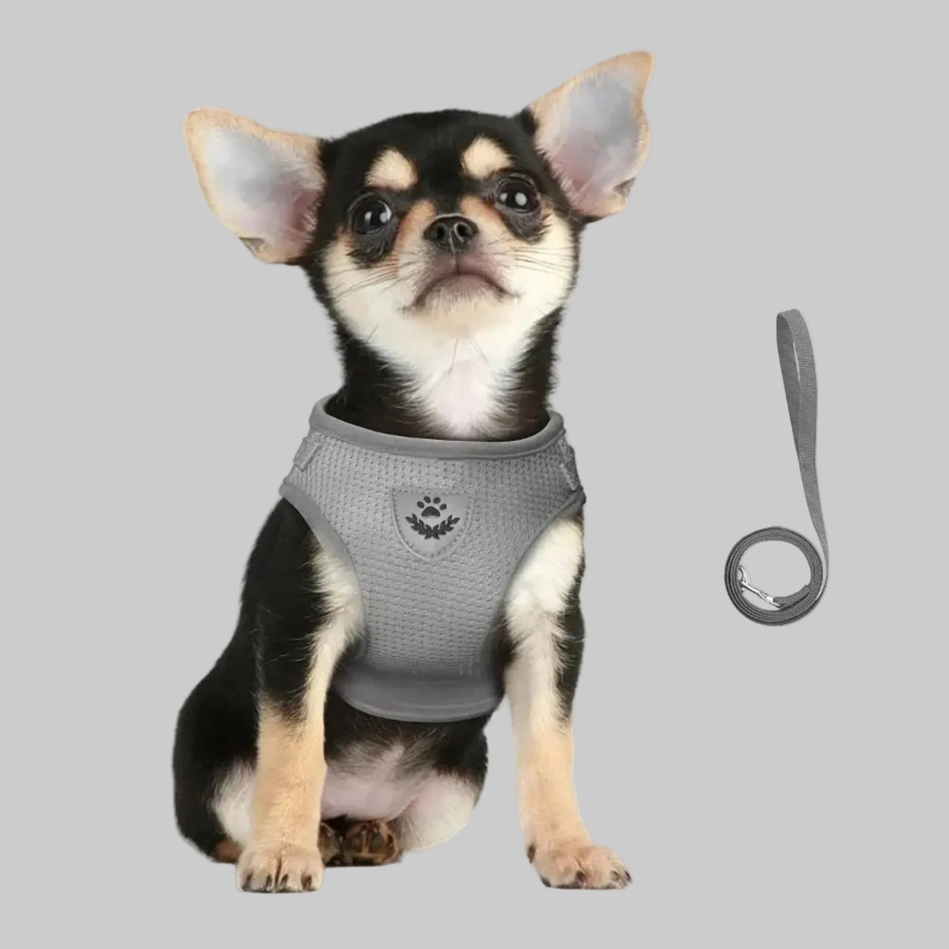 Harnais pour chiens gris sur chihuahu