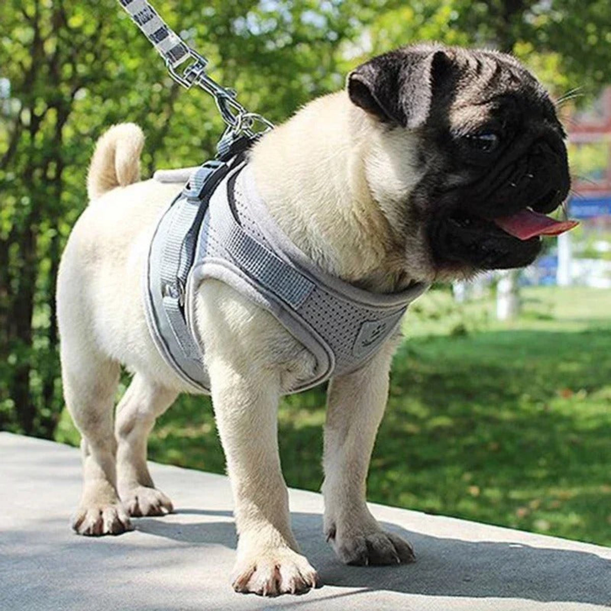 Harnais pour chiot gris profil