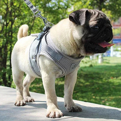 Harnais pour chiot gris profil