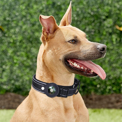 Katin collier chien gps