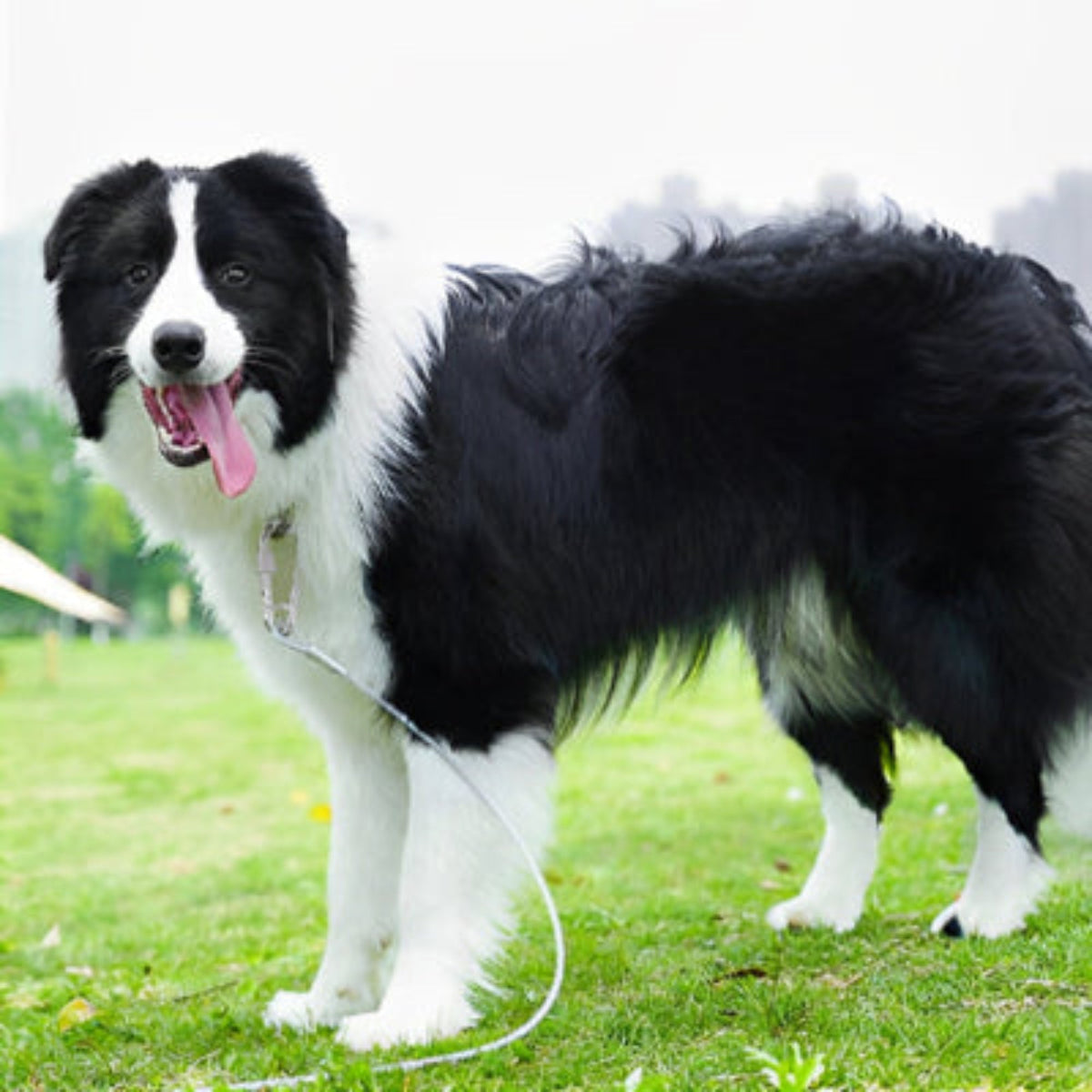 Laisse pour chien en corde torsadée gris clair, attache à mousqueton métallique.