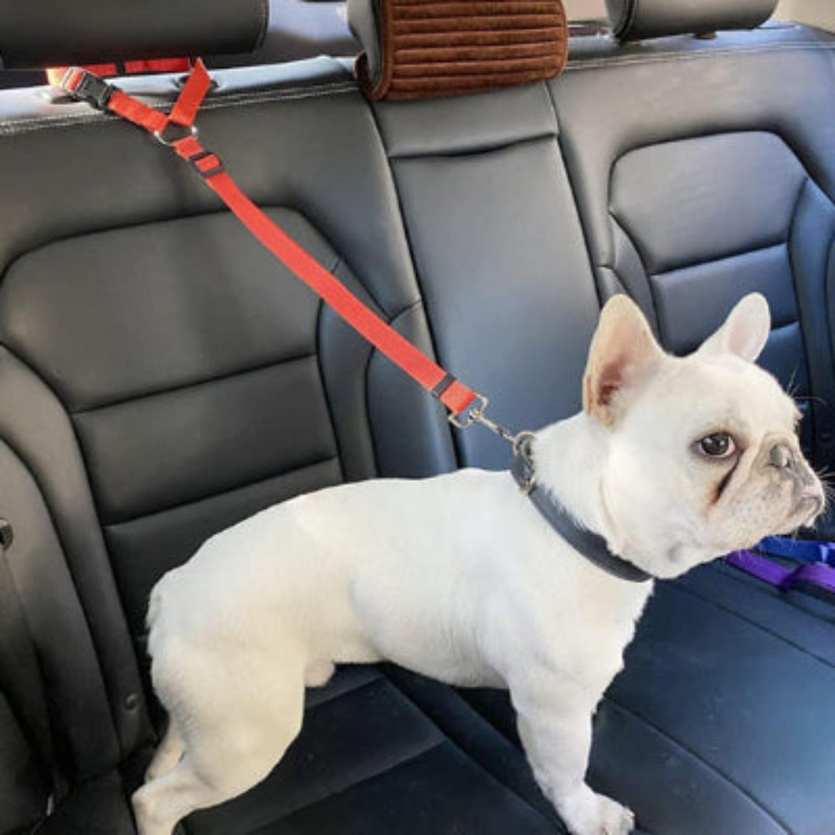 Laisse pour chien auto Antre: harnais rouge sur banquette, sangle