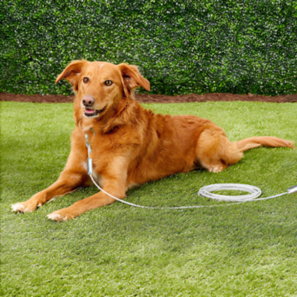 Laisse pour chien en corde torsadée gris clair avec mousqueton et attache métal.