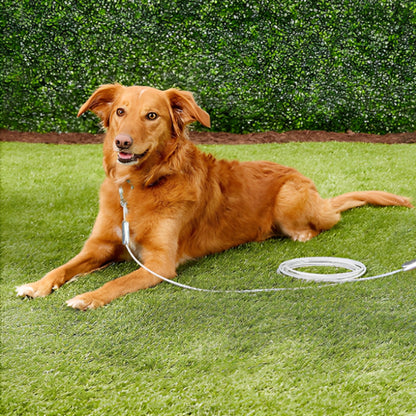 laisse chien gros roux