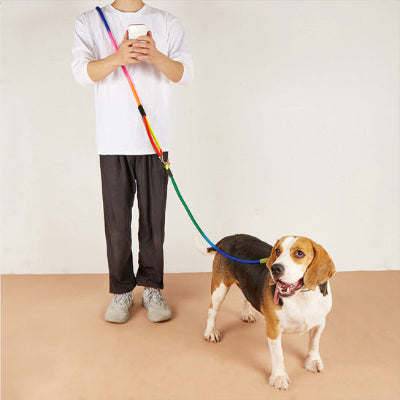 Beagle laisse main libre chien