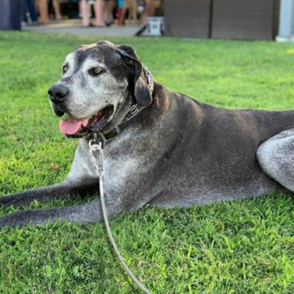 Laisse pour chien en corde torsadée gris clair avec attache métal au collier.
