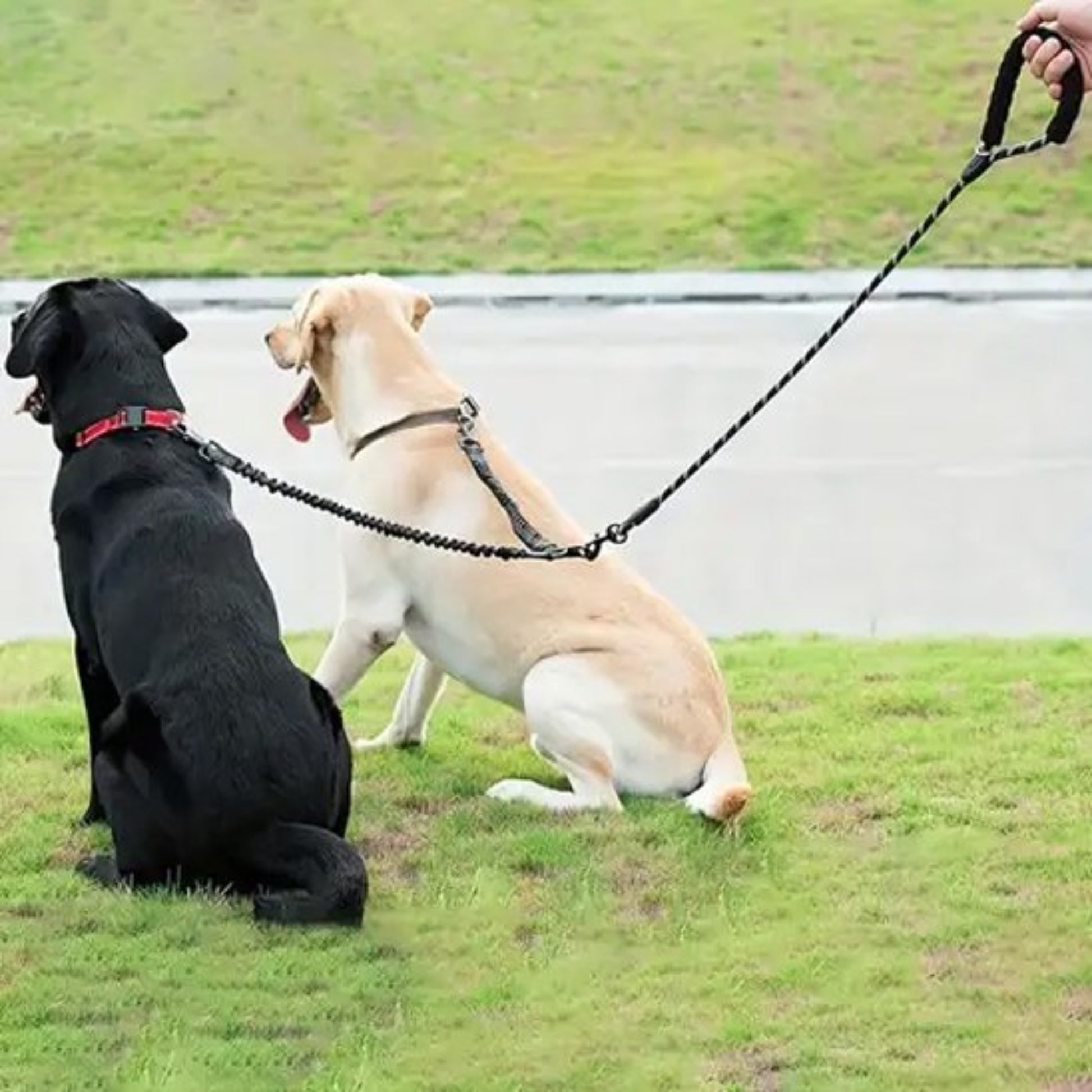 laisse double pour chien noire avec deux attaches et laisse en corde tressée