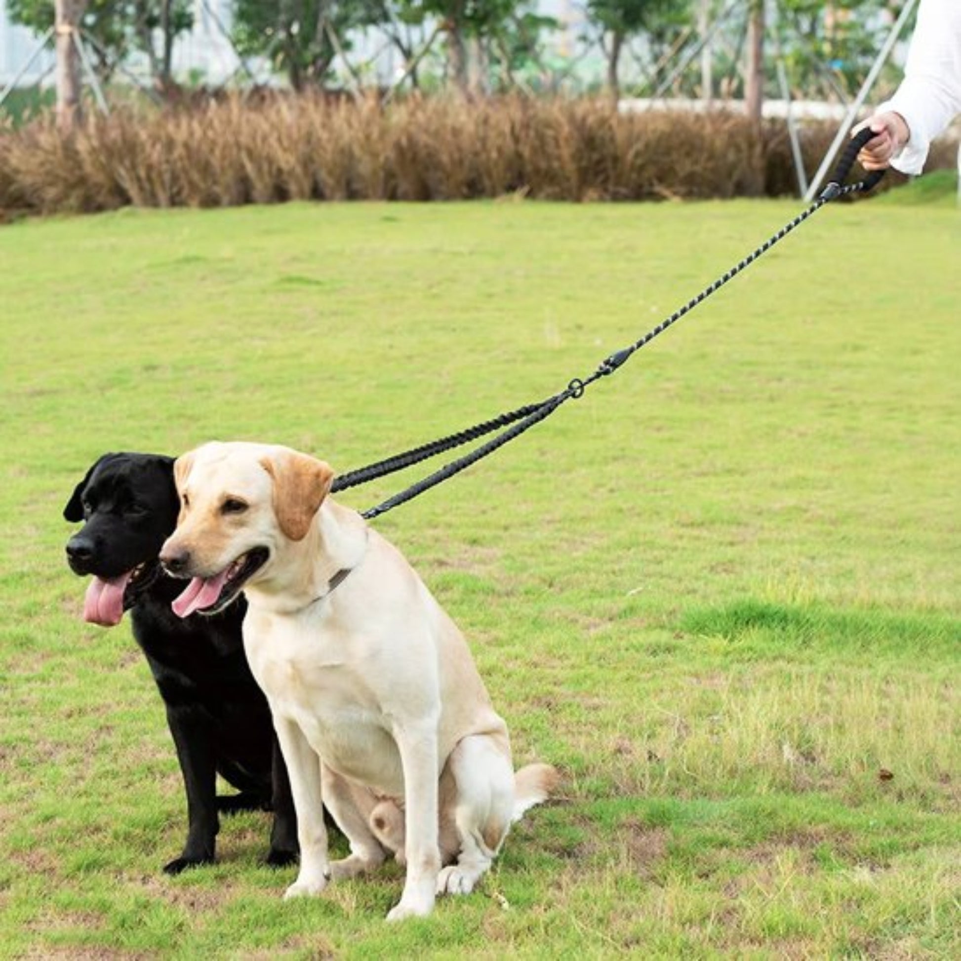 laisse double pour chien, cordons tressés noir et vert, poignée rembourrée