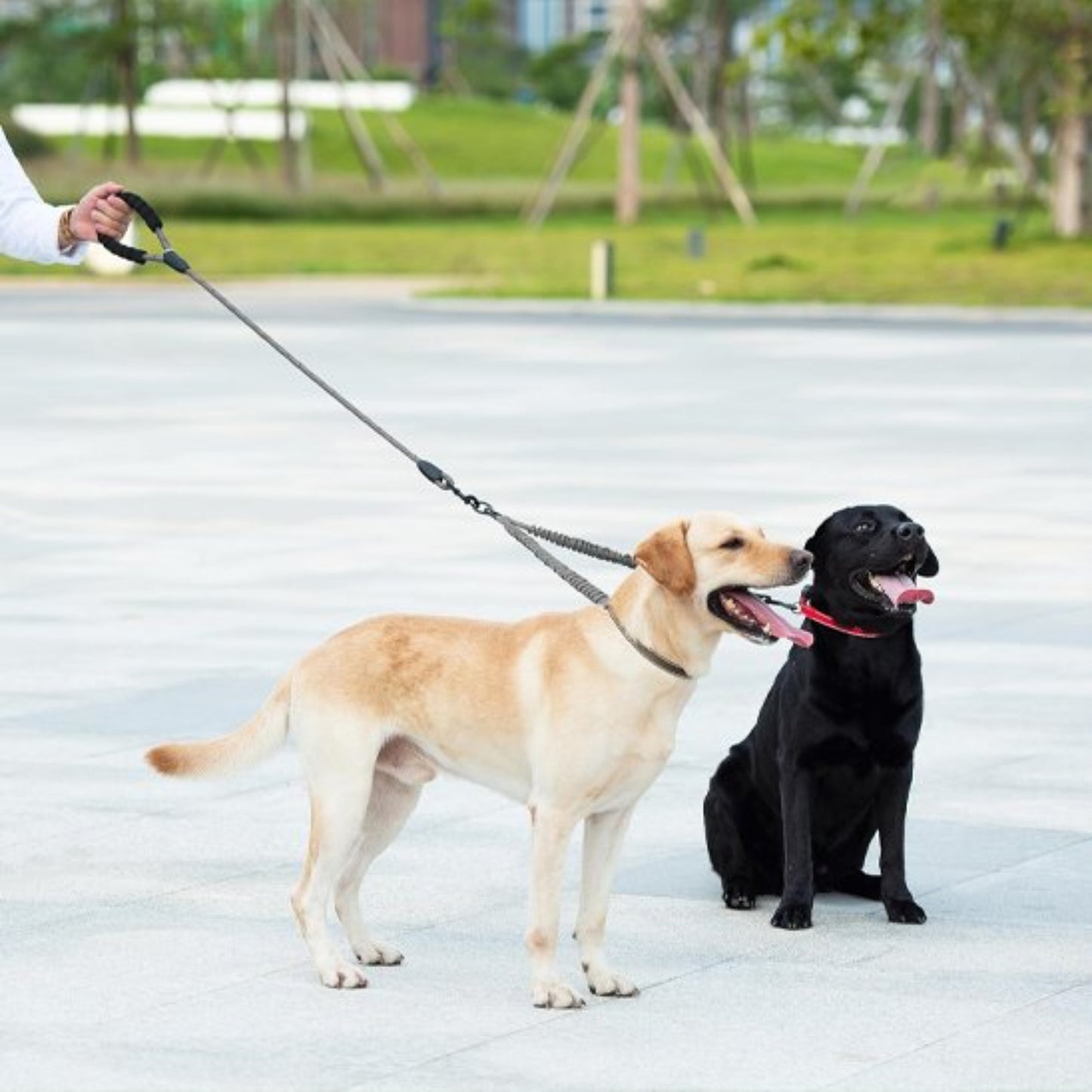 laisse double pour chien, deux laisses en corde noire et crochets métalliques