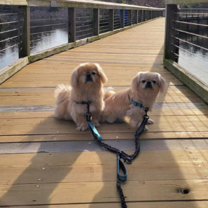 Laisse double pour chien avec deux laisses noires et mousquetons pour deux chiens