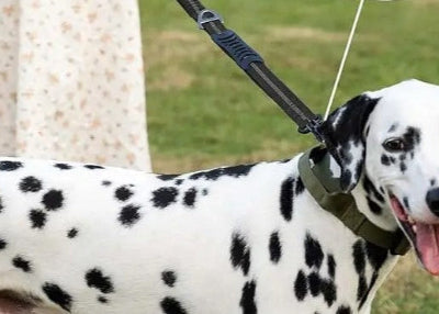 laisse pour chien abacule noire