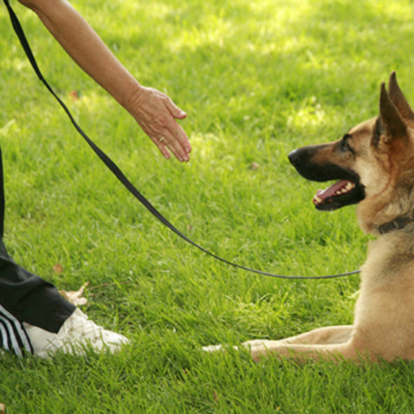 Laisse pour chien abda noire, corde tenue en main, attache au collier