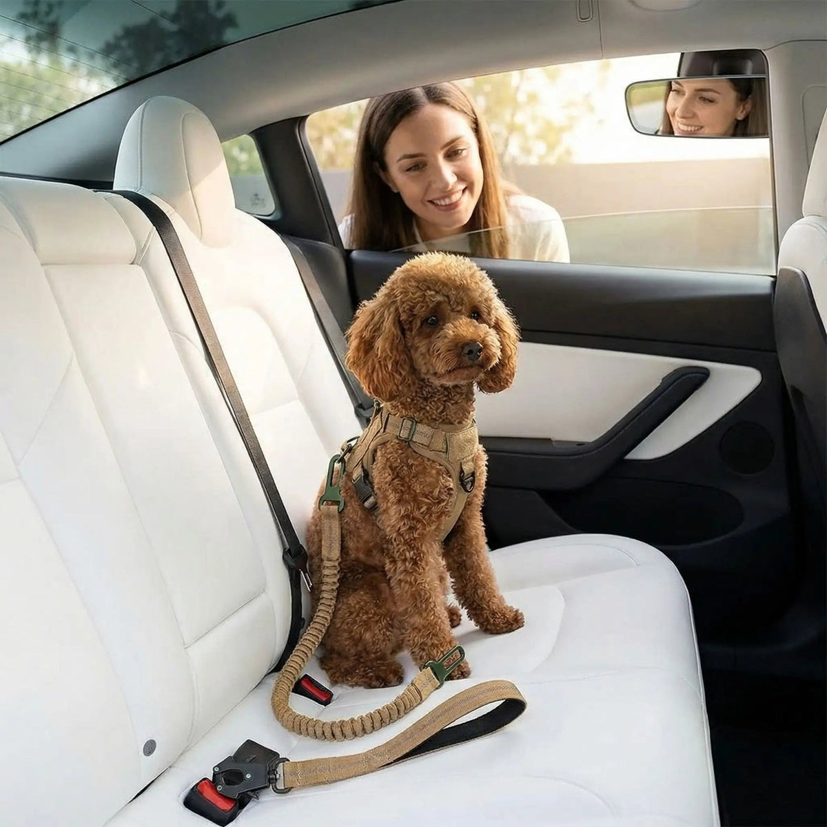 Laisse pour chien abacule à corde tressée beige, avec harnais et mousqueton