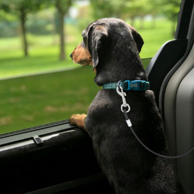 laisse pour chien auto teckel regarde dehors