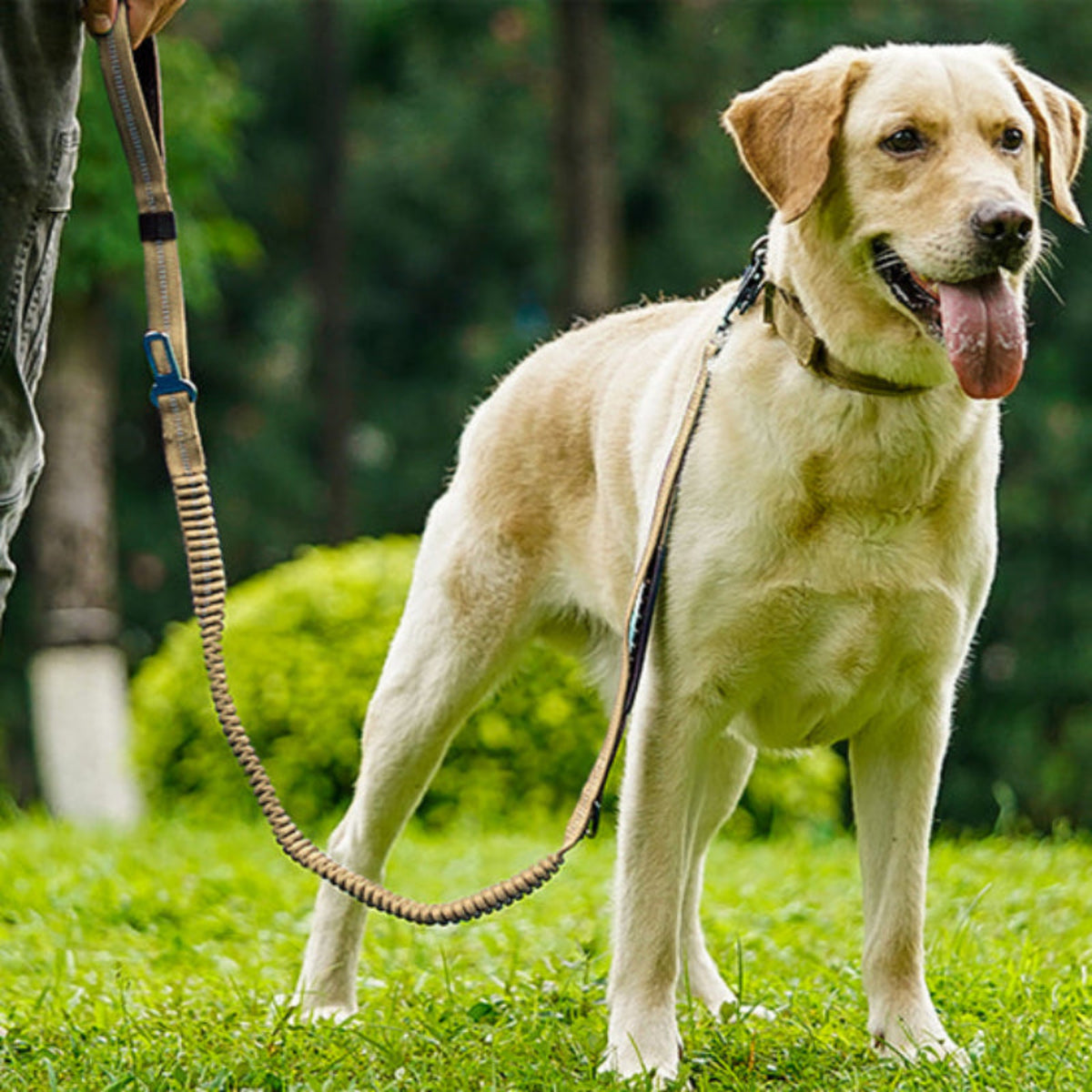 Laisse pour chien abacule pour marche, corde tressée marron avec attaches