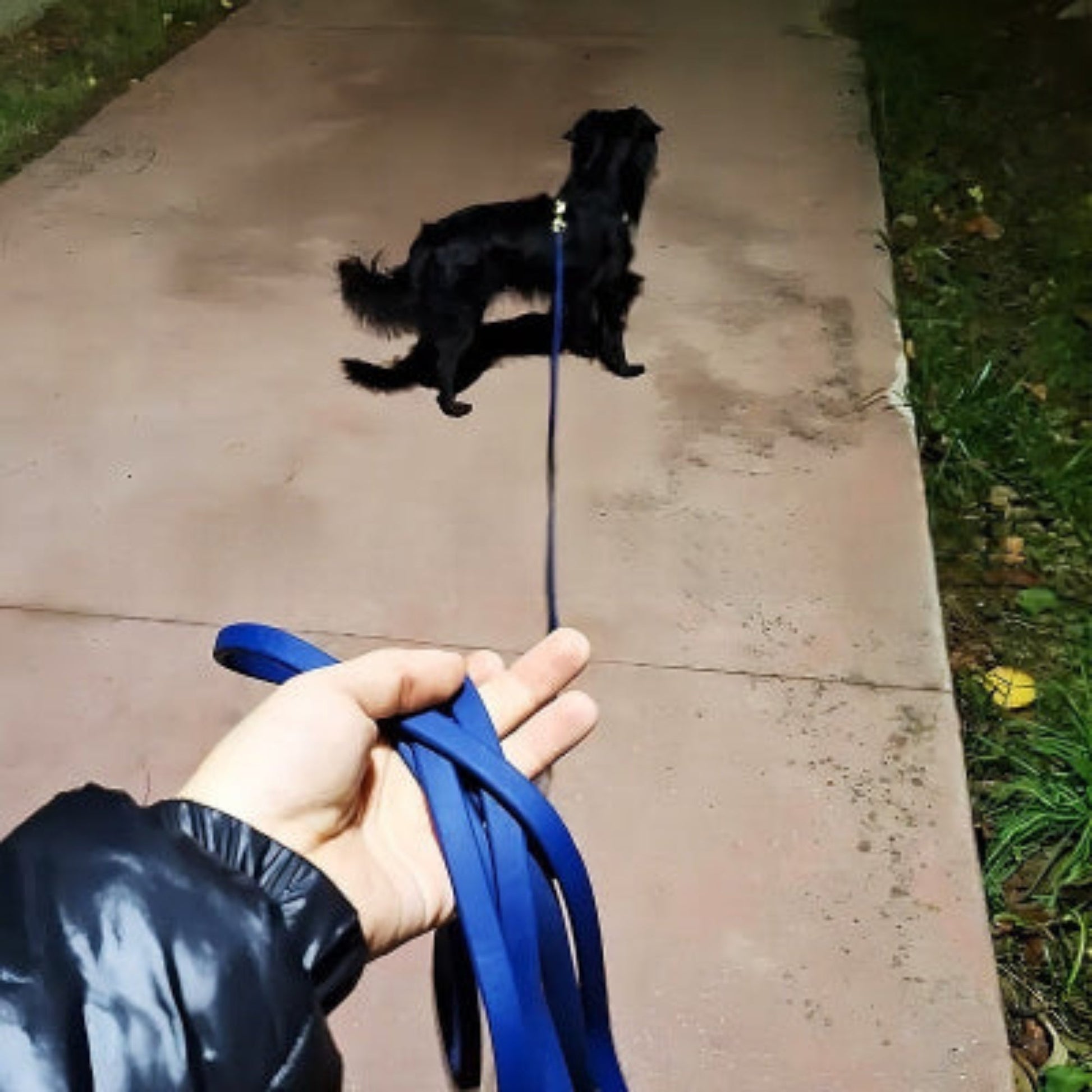 Laisse pour chien abda bleue, attache au collier, tenue en main