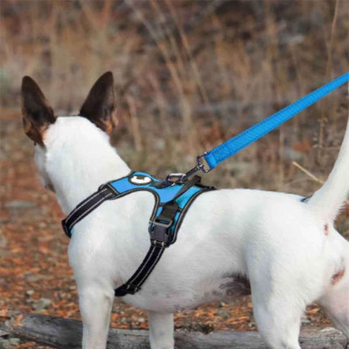 Laisse pour chien en abaca bleue, sangle tressée et mousqueton de fixation.