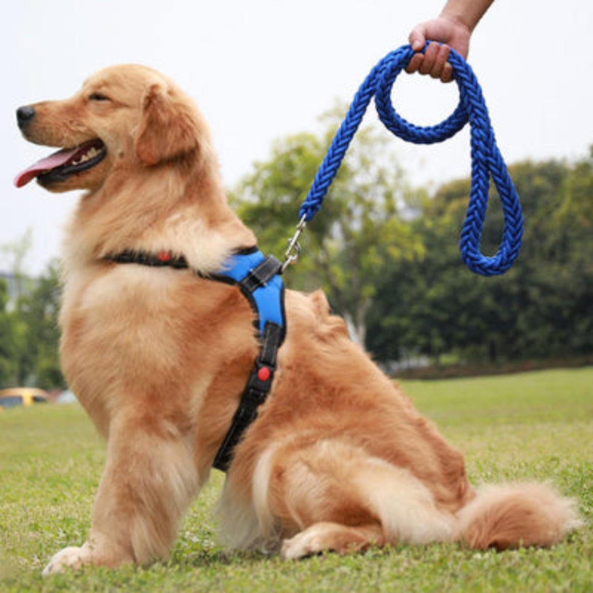 Laisse pour chien Ahuri en corde bleue, poignée bouclée et mousqueton argenté.