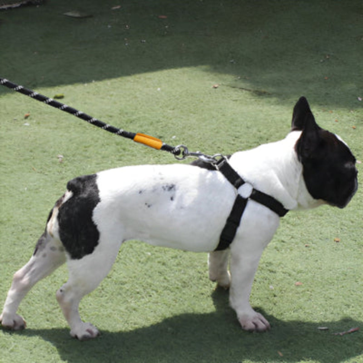 Laisse pour chien aby en corde noire avec embout orange et mousqueton