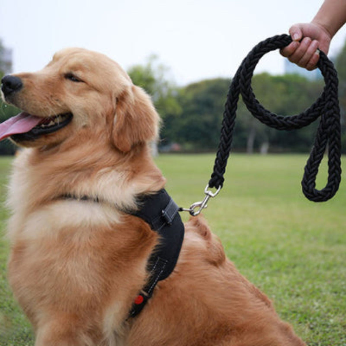 Laisse pour chien Ahuri en corde noire avec mousqueton métallique et poignée bouclée.