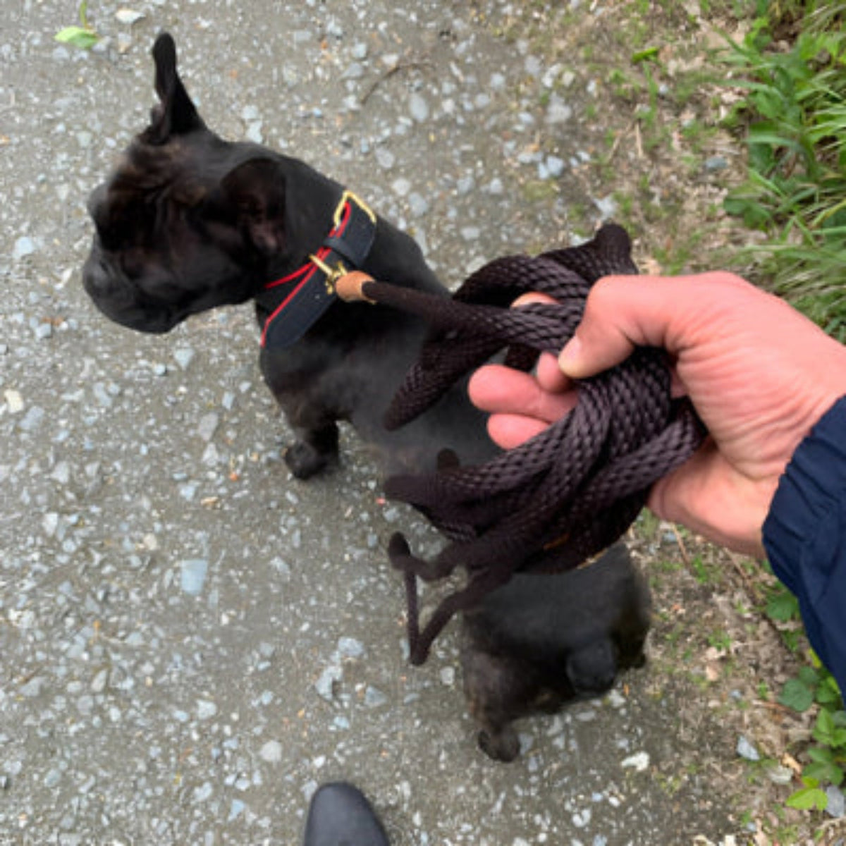 Laisse pour chien aby en corde tressée sombre, poignée en main et attache