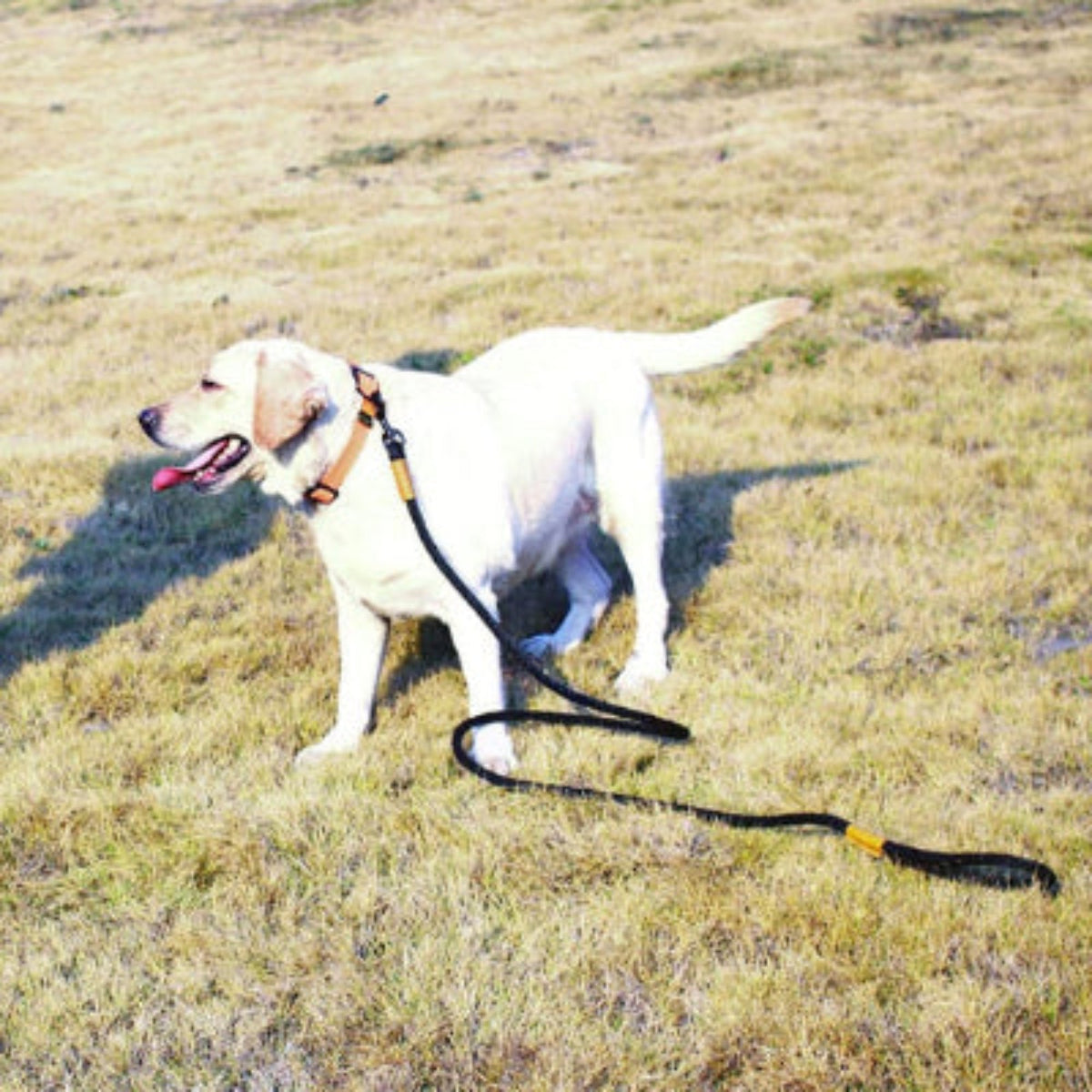 Laisse pour chien aby en corde noire tressée, embout orange et attache